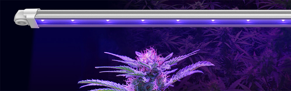 medical hemp grow under UV light