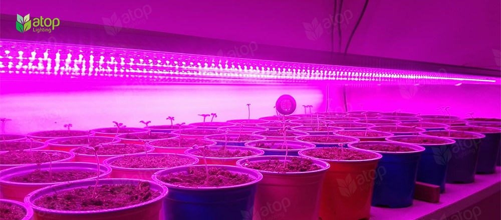 red light for plant seedlings propagation