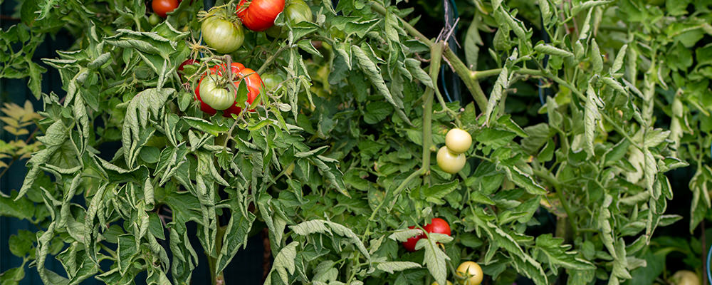 tomato plants curled leaves