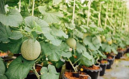 Cantaloupe growing indoor