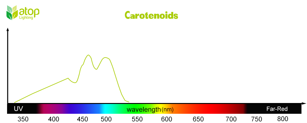 Carotenoids light absorption curve