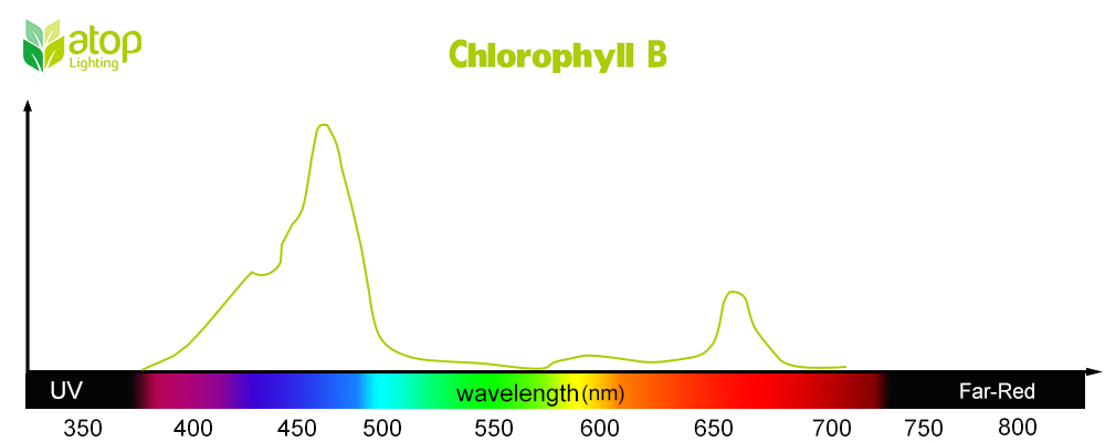 Chlorophyll B light absorption curve