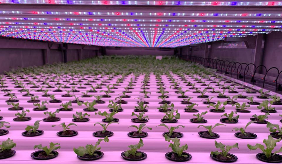 HL05 led grow light  for vertical farming 001