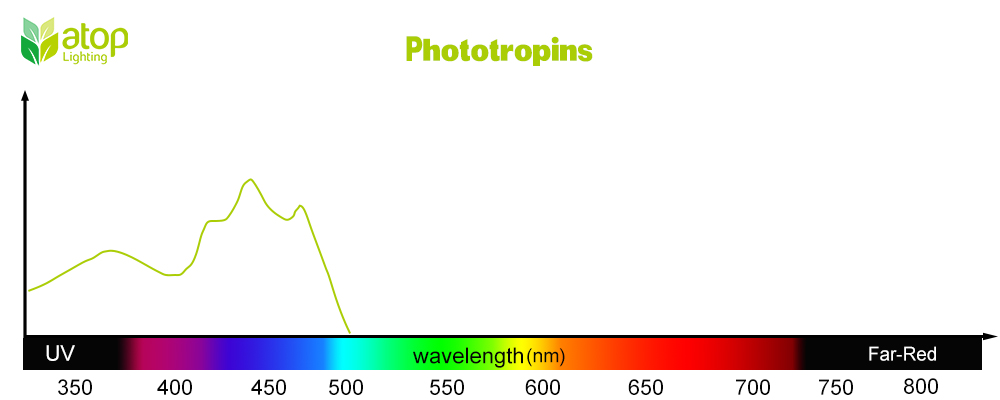 Phototropins