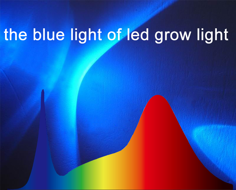 blue light of led grow light