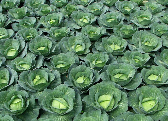 cabbage growing indoor