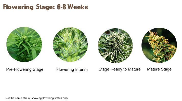 cannabis flowering stage01