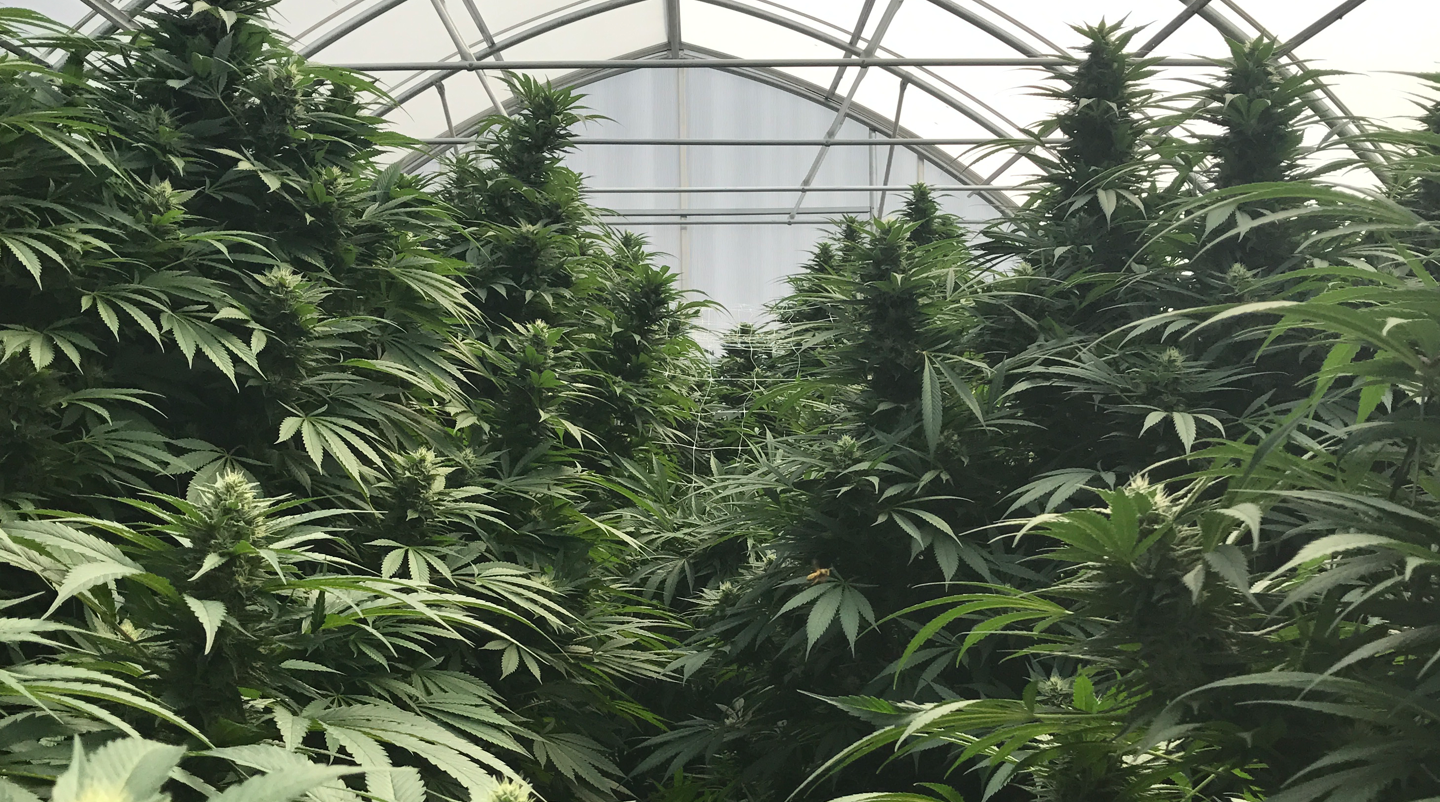 cannabis growing indoor