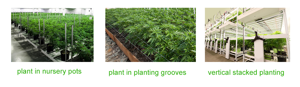 cannabis planting pattern