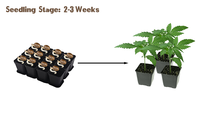 cannabis seedling stage