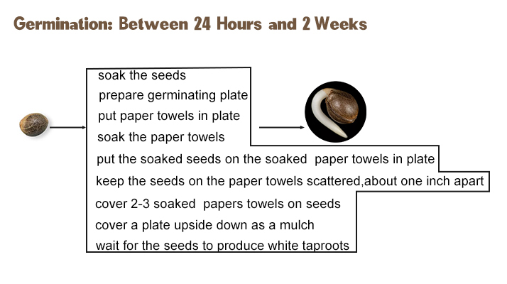 cannabis seeds germination02