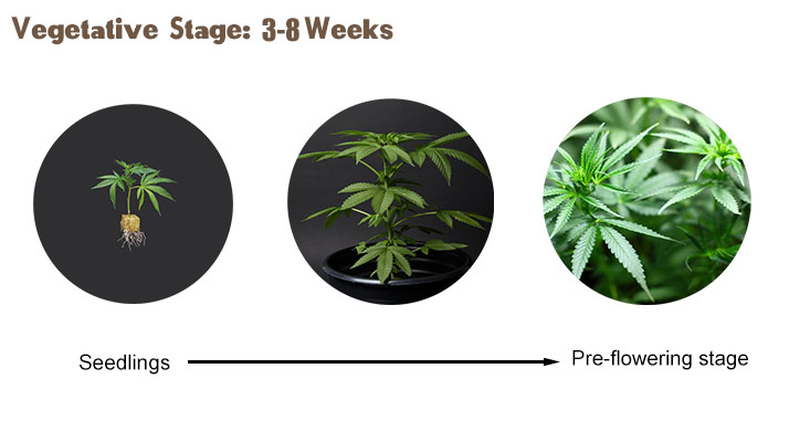 cannabis vegetative stage