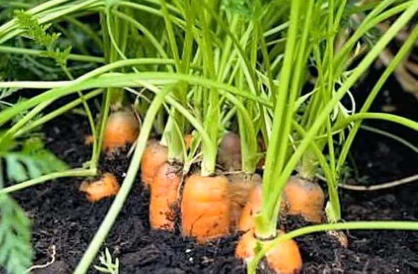 carrots grow indoor