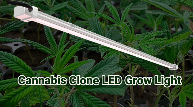 clone led grow light