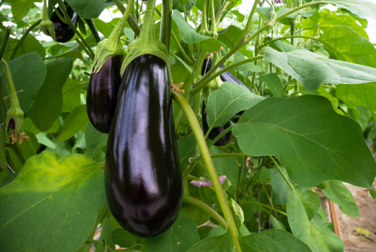 eggplants grow indoor
