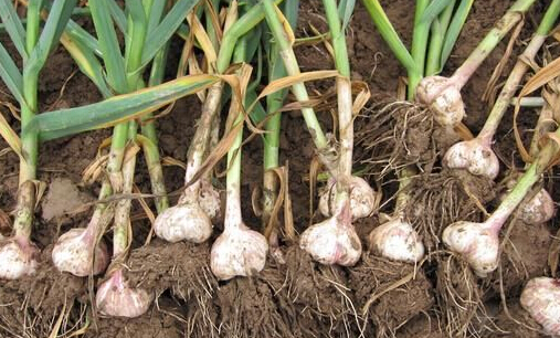 garlic growing indoor