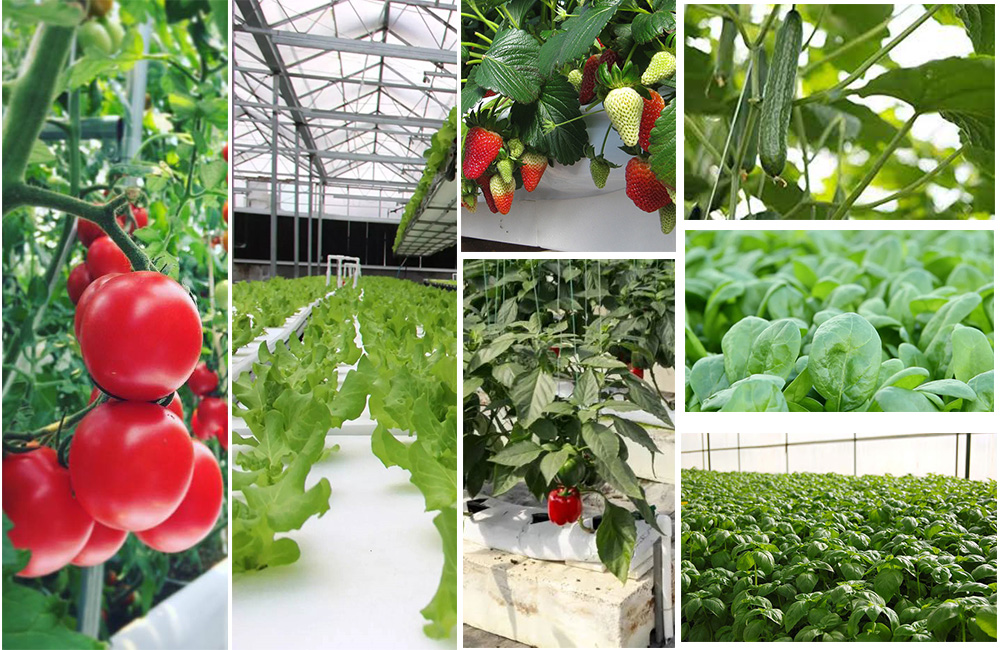 greenhouse crops 