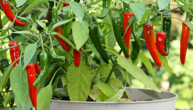 hot peppers growing indoor