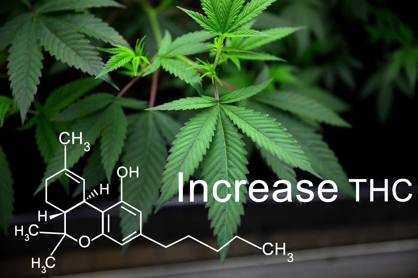 increase cannabis THC