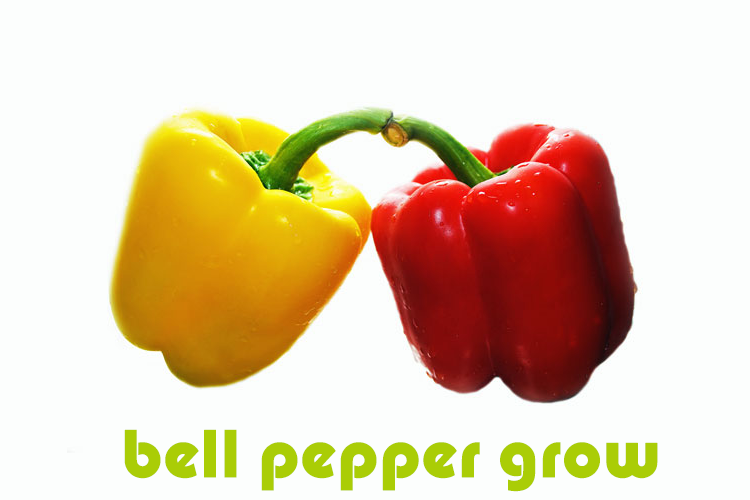 led grow light bell pepper grow