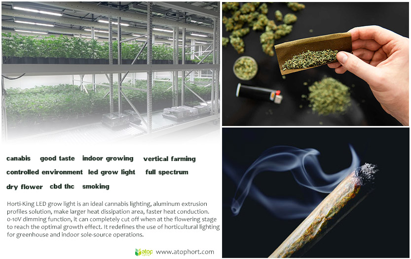 led grow light cannabis indoor growing good taste for smoking