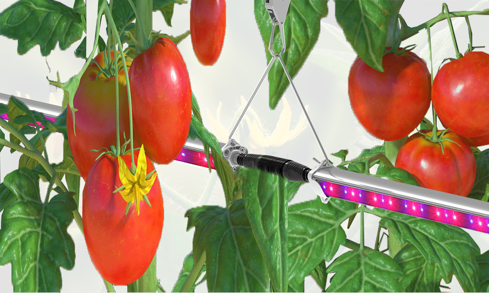led interlighting for tall wired crops 02