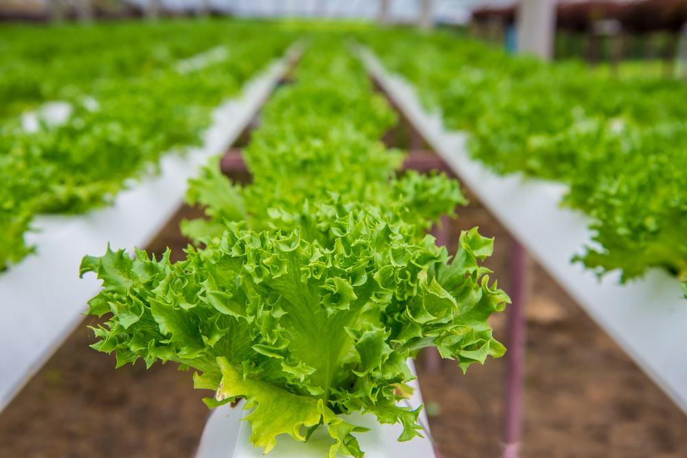 lettuce grow indoor