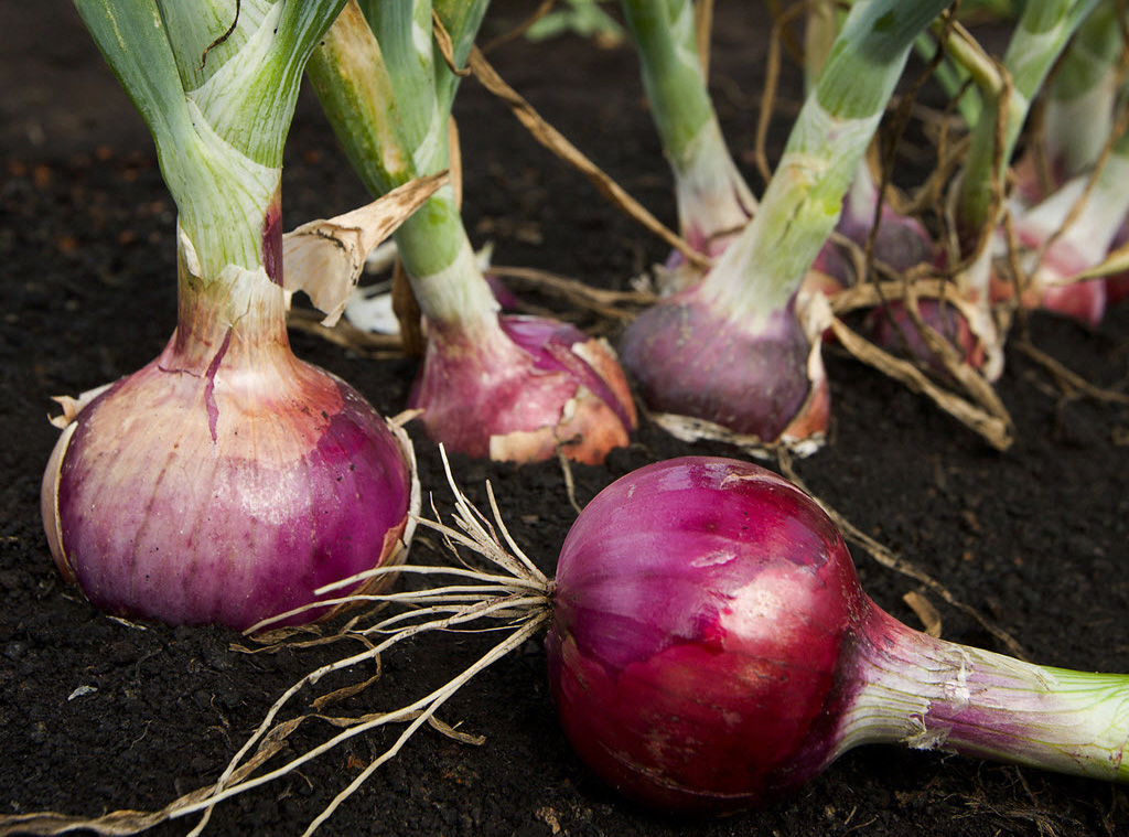 onions grow indoor