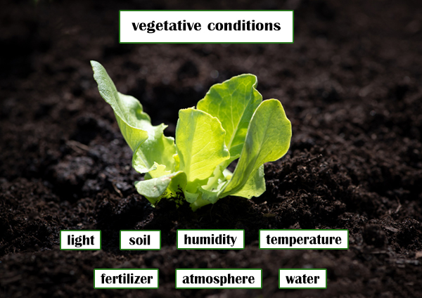 plants vegetative conditions  Atop led grow light