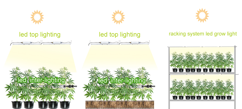 supplement lighting solution for cannabis in greenhouse