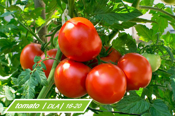 the DLA of tomato