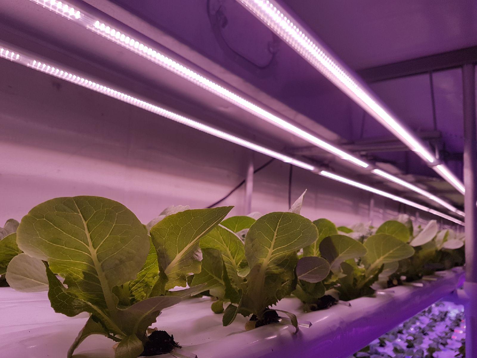 vertical farming with led grow light from atop lighting 02
