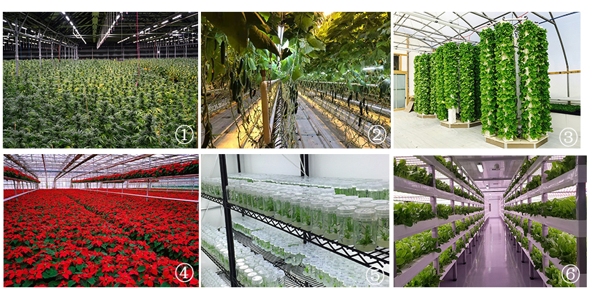 wide application of led grow light