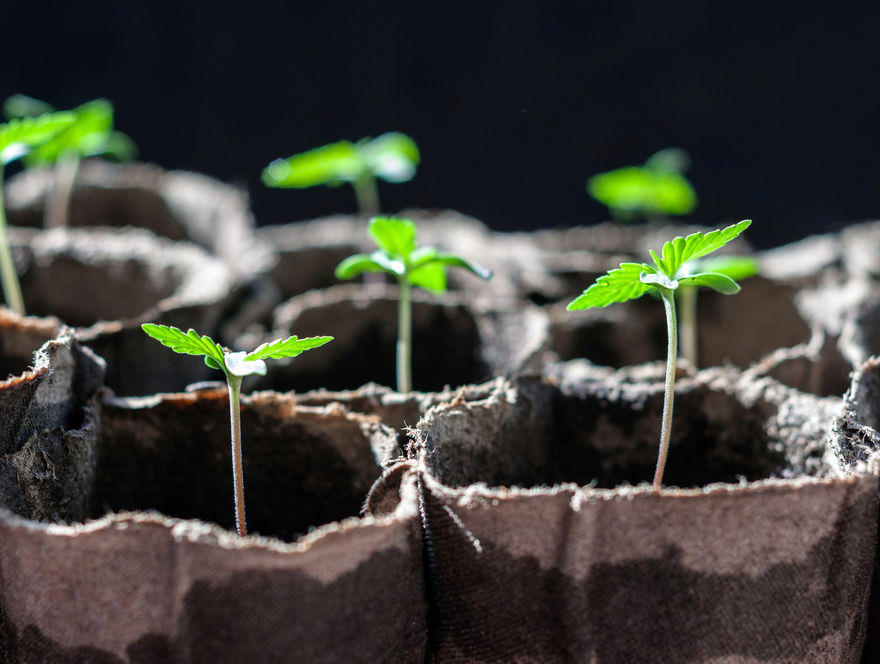 LED Grow Light for Cannabis Clone Seeding