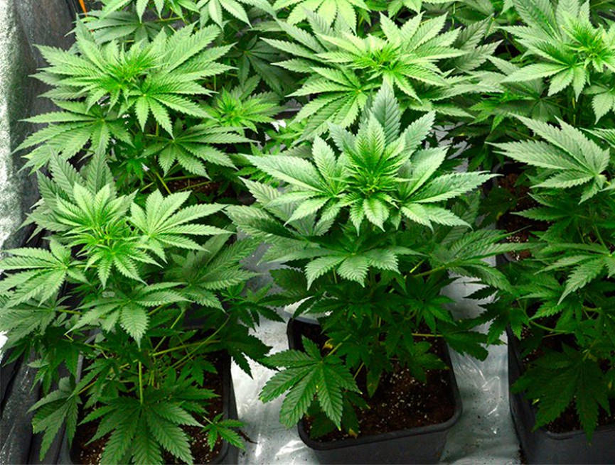 LED Grow Light for Cannabis Vegetative