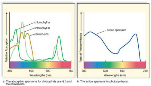 led grow light spectrum chart