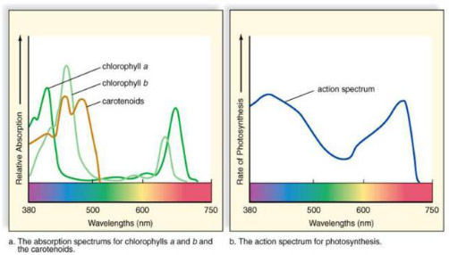 Led Grow Light Spectrum Chart