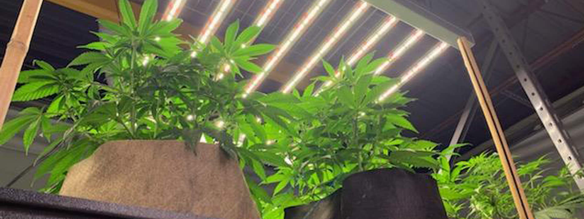 HORTI-REY LED Grow Light banner