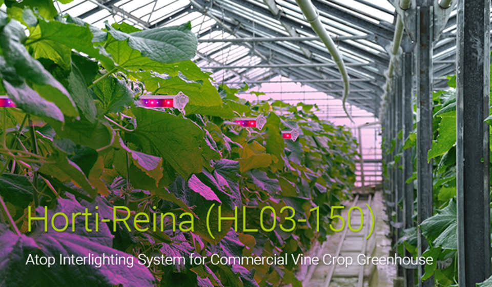 HL03 led interlighting for cucumber cultivation 04