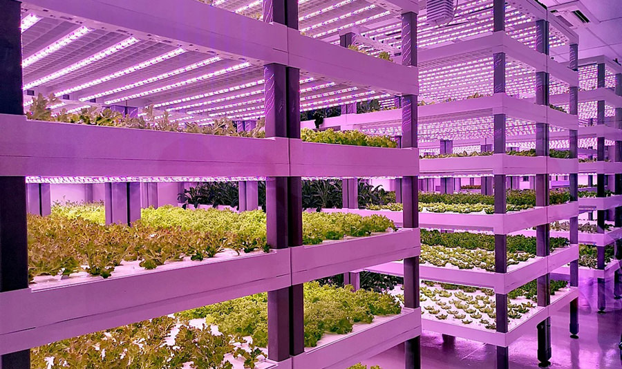 Vertical farming lighting