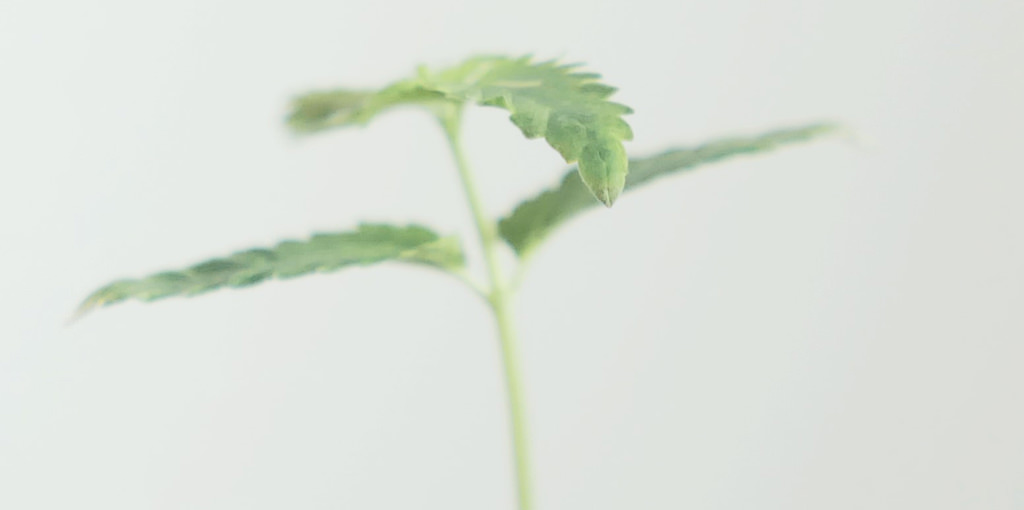 seedling cannabis