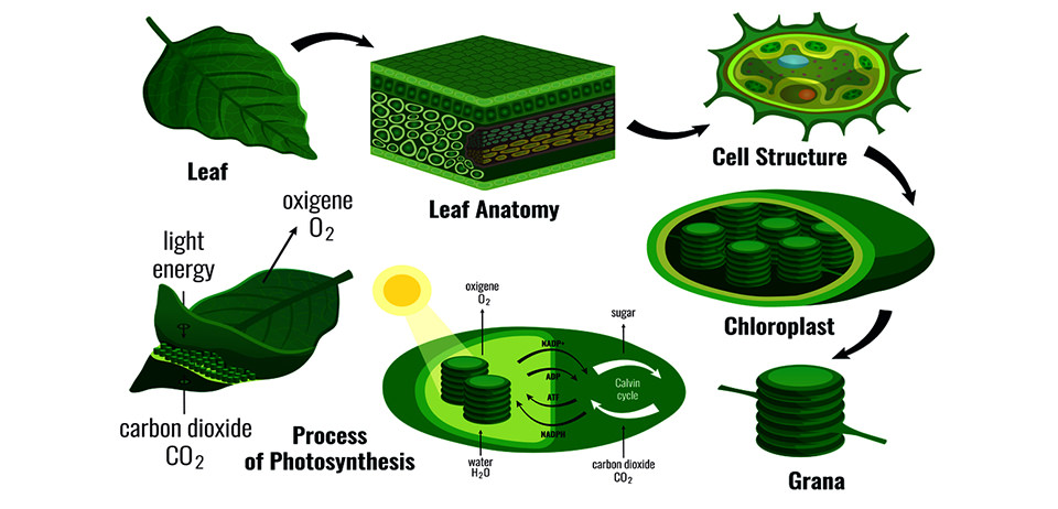 photosynthesis process