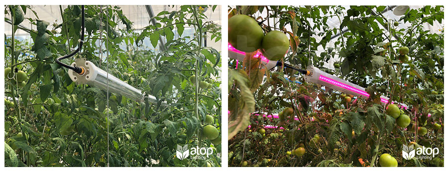 Atop interlight for greenhouse tomatoes