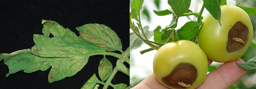 tomatoes disease