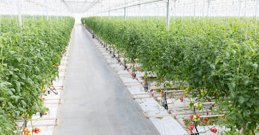 tomatoes in greenhouse