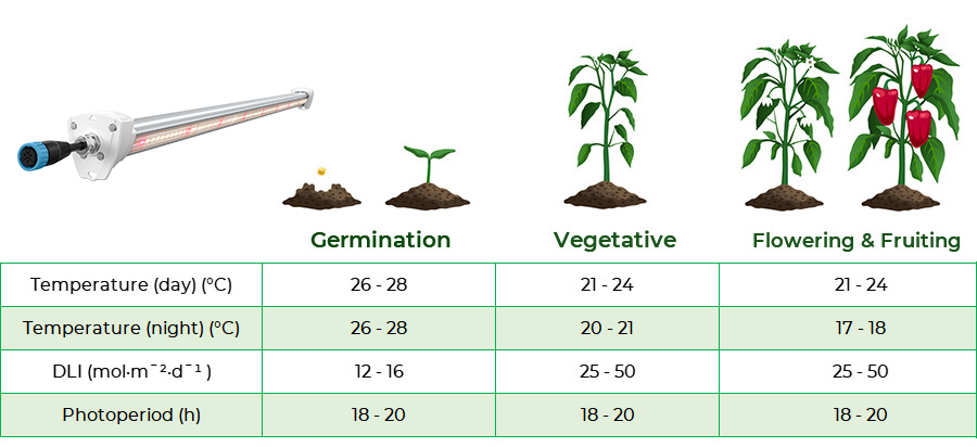 recommended temperature and lighting for greenhouse pepper HL03