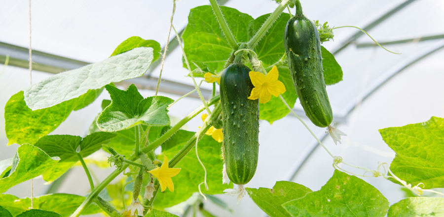 greenhouse cucumber