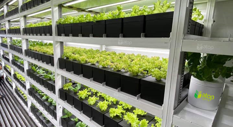 vertical farming leafy greens