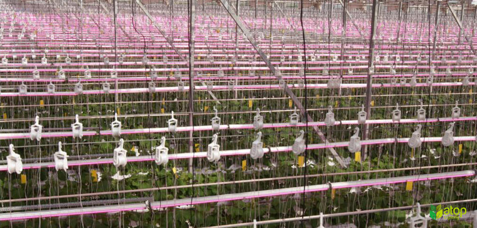 inter lighting grow light greenhouse cucumber