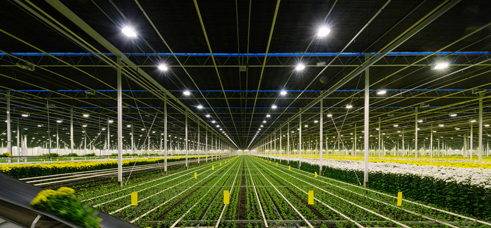 indoor grow room greenhouse